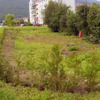 We planted 350 cypresses ...